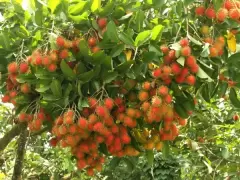 Top 10 đia điểm tham quan du lịch ở Vĩnh Long