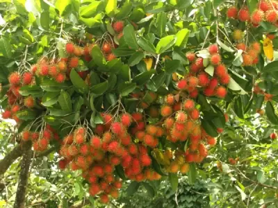 Top 10 đia điểm tham quan du lịch ở Vĩnh Long