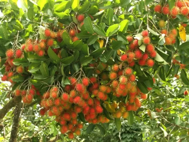 Top 10 đia điểm tham quan du lịch ở Vĩnh Long