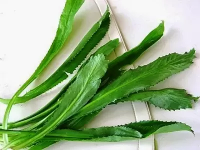 Top 4 loại thực phẩm trị hôi miệng tốt nhất