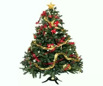 Top 5 điều thú vị về cây thông noel