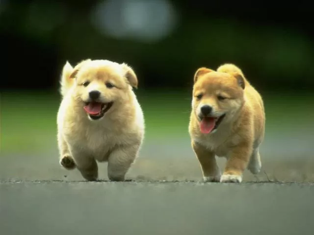 Top 7 Lợi ích khiến bạn không ngờ của việc nuôi chó đối với sức khỏe