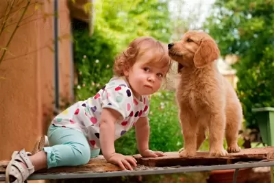 Top 10 giống chó thân thiện tốt cho gia đình và trẻ nhỏ