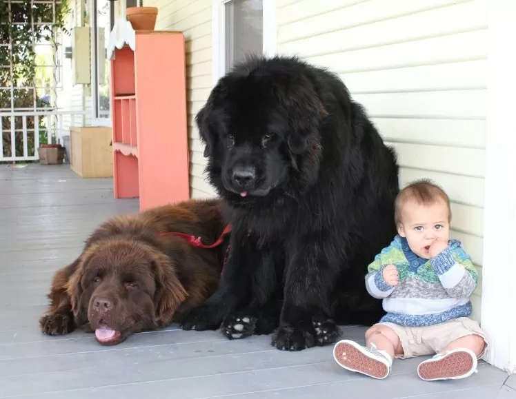 Chó Newfoundland