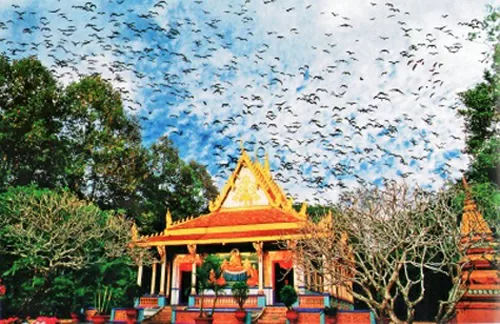 Top 5 địa điểm tham quan tuyệt vời phải đến khi du lịch Sóc Trăng
