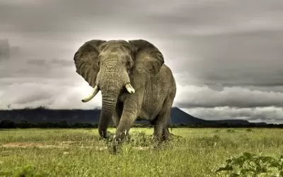 Top 10 điều khủng nhất trong thế giới động vật