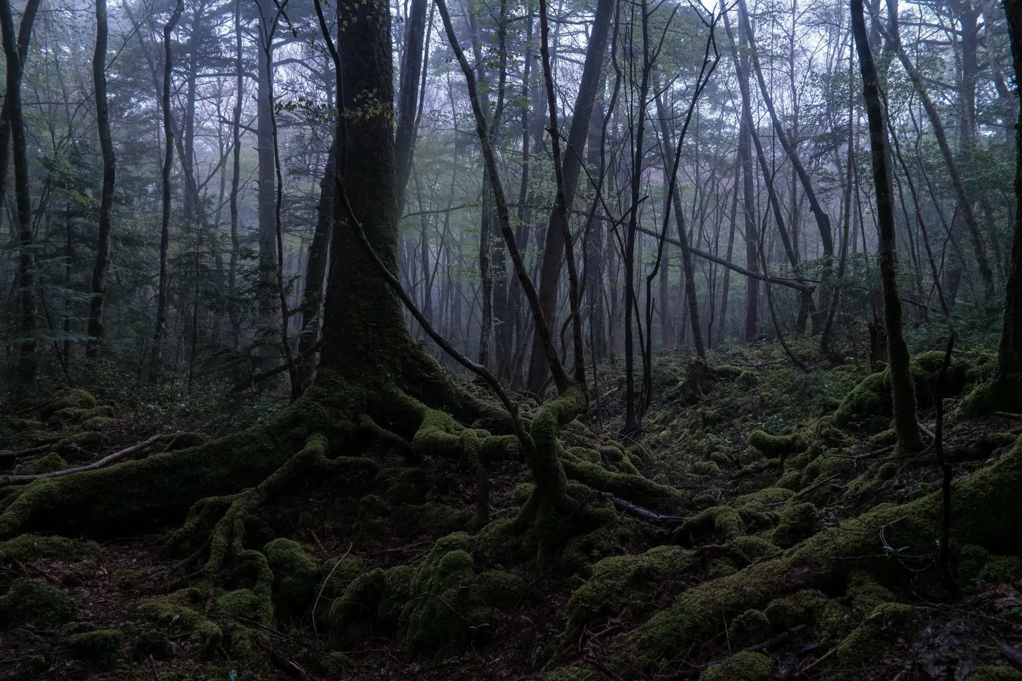 Khu rừng tự tử Aokigahara ở Nhật Bản