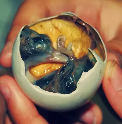 Top 7 món ăn đáng sợ nhất trên thế giới