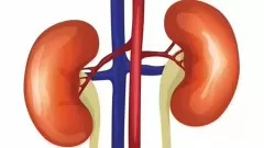 Top 5 bộ phận cơ thể không cần mà vẫn có thể sống