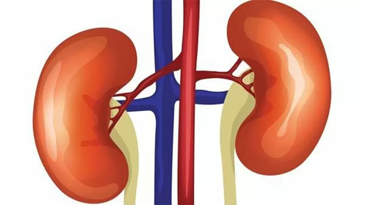 Top 5 bộ phận cơ thể không cần mà vẫn có thể sống