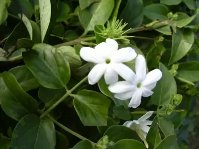 Top 5 tác dụng hay của cây Chè Vằng