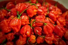 Top 7 loại ớt cay nhất trên thế giới