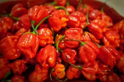 Top 7 loại ớt cay nhất trên thế giới
