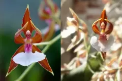 TOP 8 loài hoa hình thù kỳ quái nhất hành tinh