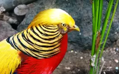 TOP 8 loài chim đẹp nhất thế giới