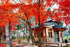 Top 5 địa điểm tham quan du lịch đẹp nhất vào mùa thu ở Hàn Quốc