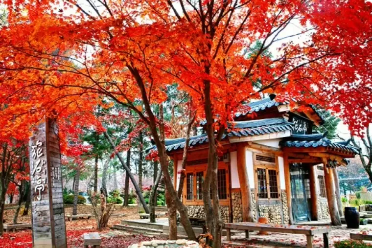 Top 5 địa điểm tham quan du lịch đẹp nhất vào mùa thu ở Hàn Quốc