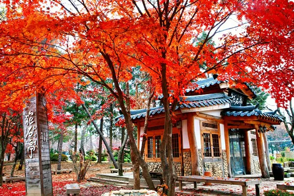 Top 5 địa điểm tham quan du lịch đẹp nhất vào mùa thu ở Hàn Quốc