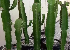 Top 5 công dụng tuyệt vời từ cây xương rồng