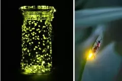Top 7 điều vô cùng thú vị về con Đom Đóm