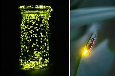 Top 7 điều vô cùng thú vị về con Đom Đóm