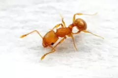 TOP 9 loài côn trùng độc nhất tại Việt Nam cần tránh xa