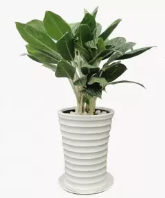 Top 6 cây đem lại tài lộc nên đặt trên bàn làm việc