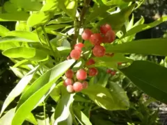 Top 5 tác dụng hay của cây bưởi bung