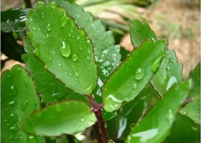 Top 5 lợi ích từ cây sống đời