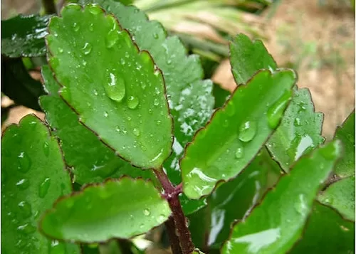 Top 5 lợi ích từ cây sống đời