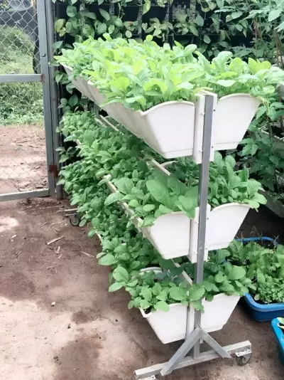 Top 7 địa chỉ dịch vụ trồng rau sạch uy tín nhất tại Đà Nẵng