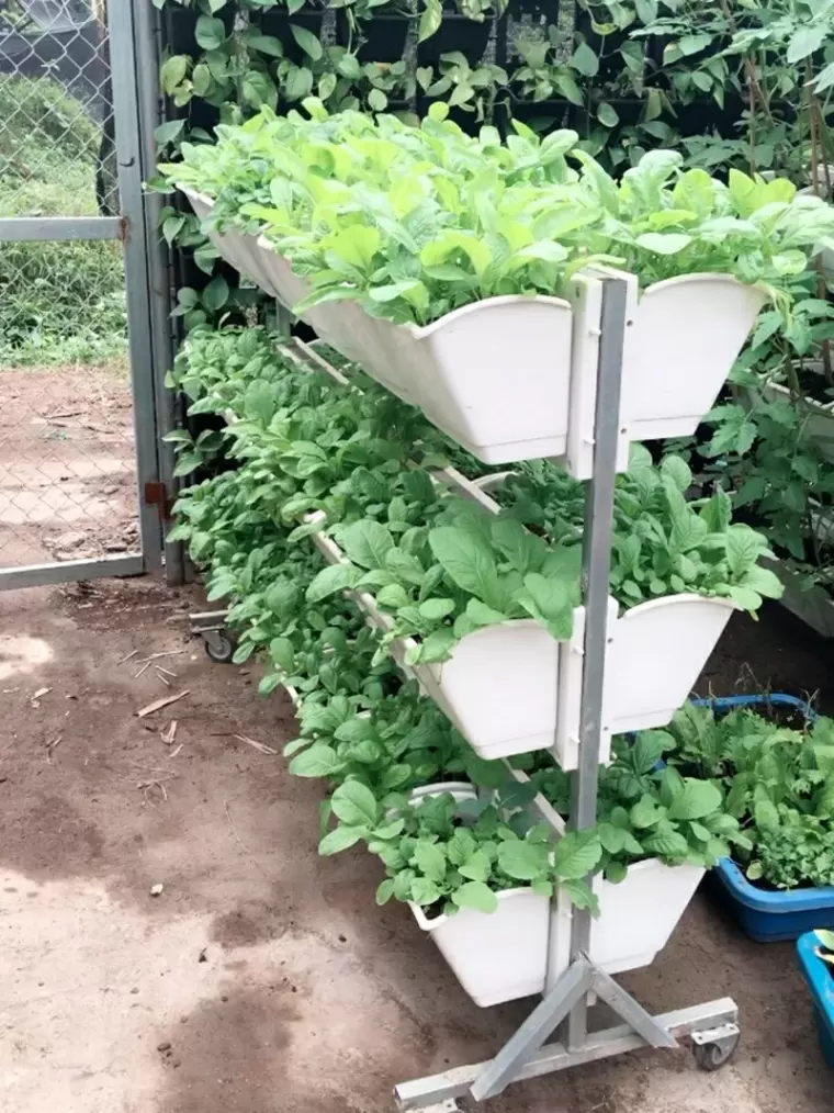 Top 7 địa chỉ dịch vụ trồng rau sạch uy tín nhất tại Đà Nẵng
