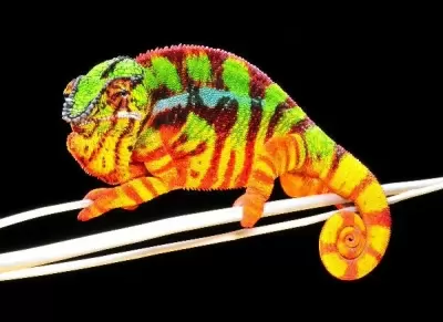 Top 7 loài động vật có bề ngoại sặc sỡ nhất
