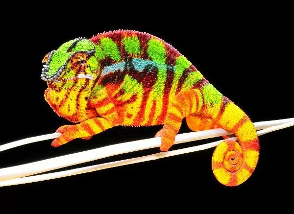Top 7 loài động vật có bề ngoại sặc sỡ nhất