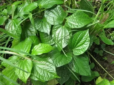 Top 7 công dụng tuyệt vời từ lá lốt