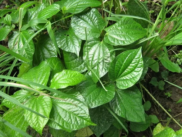 Top 7 công dụng tuyệt vời từ lá lốt