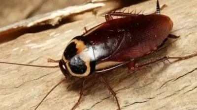 Top 7 sự thật thú vị về loại côn trùng đáng sợ nhất trong gia đình