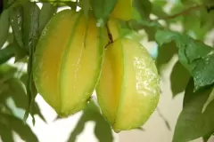 Top 5 công dụng vô cùng tốt của quả khế