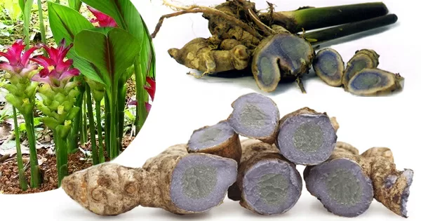Top 7 công dụng thần thánh của nghệ đen