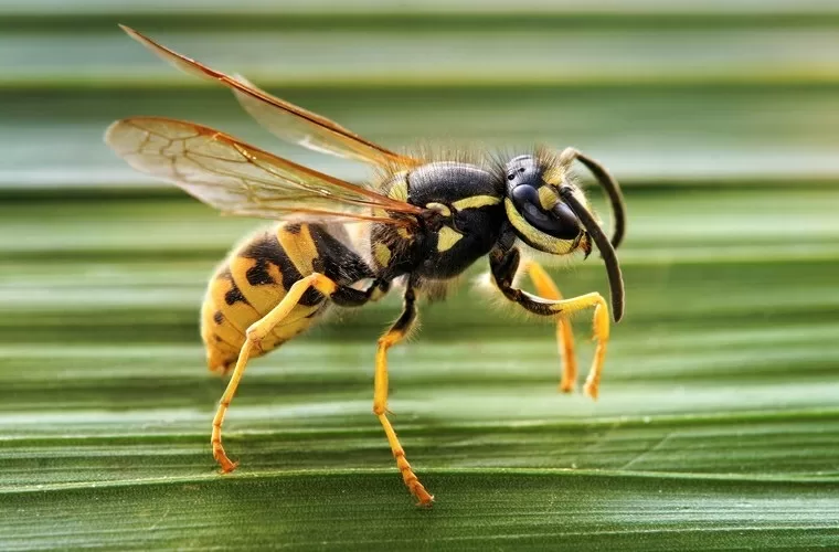 Top 9 loài côn trùng tuy nhỏ bé nhưng vô cùng nguy hiểm