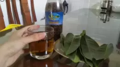 Top 5 công dụng tuyệt vời từ cây lá vối