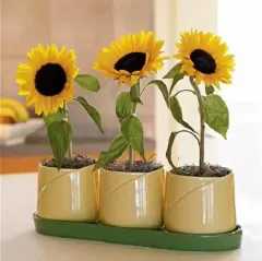 TOP 6 loài hoa hộ mệnh giúp hóa giải vận xui hiệu quả