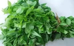 Top 5 công dụng rất hay từ rau ngót sống