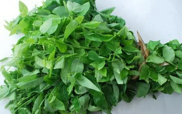 Top 5 công dụng rất hay từ rau ngót sống