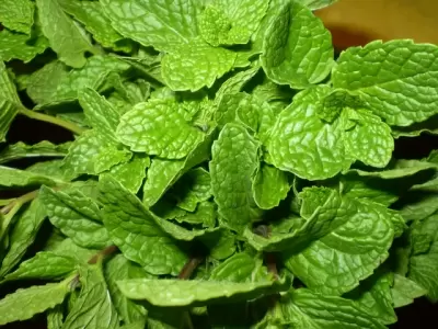 Top 5 tác dụng rất tốt từ rau húng quế
