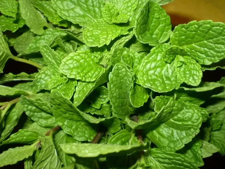 Top 5 tác dụng rất tốt từ rau húng quế