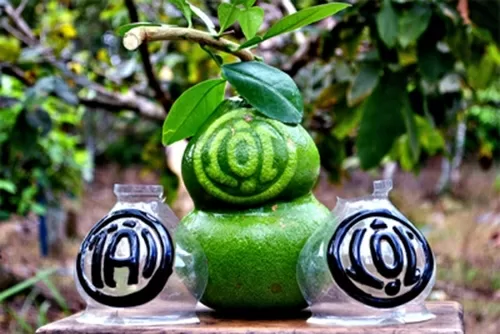 TOP 8 loại trái cây độc lạ chưng ngày Tết đẹp mắt