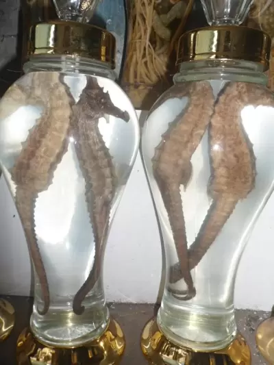 TOP 7 loại rượu ngâm đã được kiểm nghiệm tốt nhất cho sức khỏe