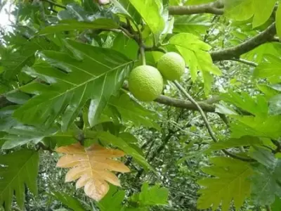 Top 5 tác dụng của cây sa kê
