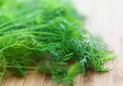 Top 5 tác dụng đặc biệt từ rau thì là